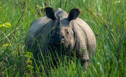 One-Horned Rhino Tour in Nepal